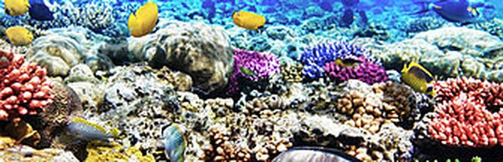 Sharm el sheik unterwasserwelt