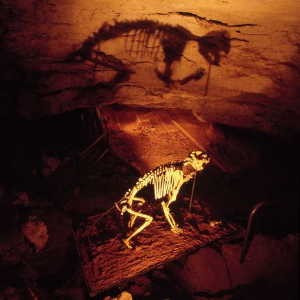 Camper Australien Urlaub Reisen Tierskelett in einer Höhle Naracoorte Caves