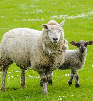 2 Schafe auf einer satt grünen Wiese
