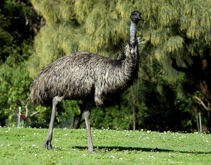 Emu at Tower Hil