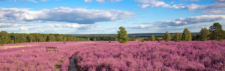 Blick auf die farbenprächtige Lüneburger Heide.