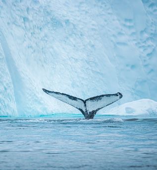 Walflosse guckt aus dem Meer