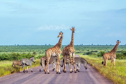 Giraffe und Zebra in Kruger National park, Südafrika
