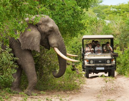 Elefant während einer Safari