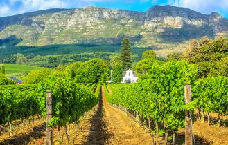 Eine idyllische Weinlandschaft in Stellenbosch, Südafrika, mit weitläufigen Weinbergen und traditionellen kapholländischen Gebäuden unter einem klaren Himmel.