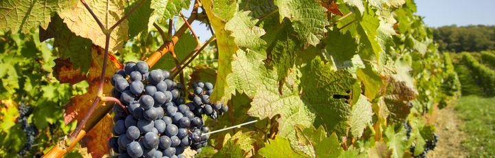 Deutschland Urlaub - Wein Wandertouren