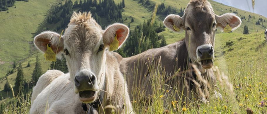 Zwei Kühe liegen auf einer grünen Wiese.