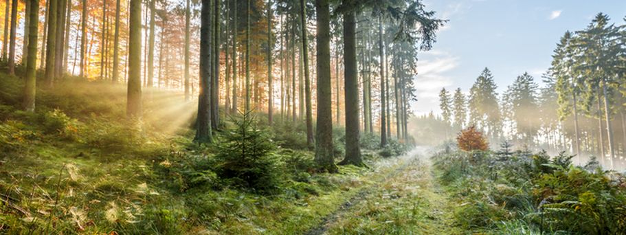 Ein Wald mit hohen Bäumen und einem Weg.