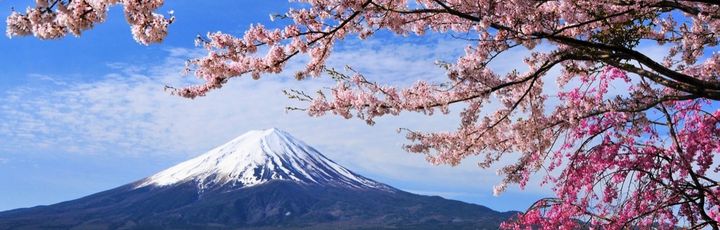 Schneebedeckter Fuji vor Kirschblüten und See – Der majestätische Fuji thront eindrucksvoll über einem See, eingerahmt von zartrosa Kirschblüten.