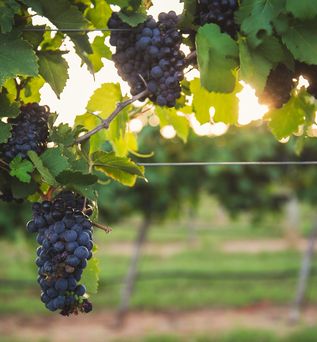 Wein in Fredericksburg Texas