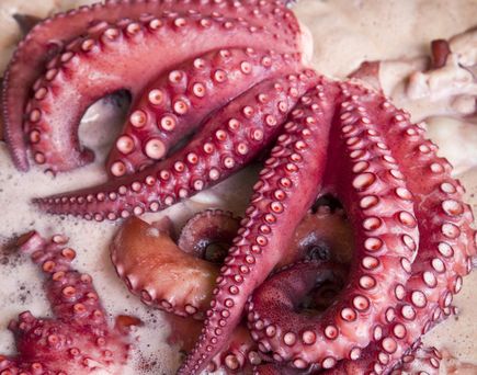 Oktopus wird zart gekocht für das Gericht Polbo á Feira
