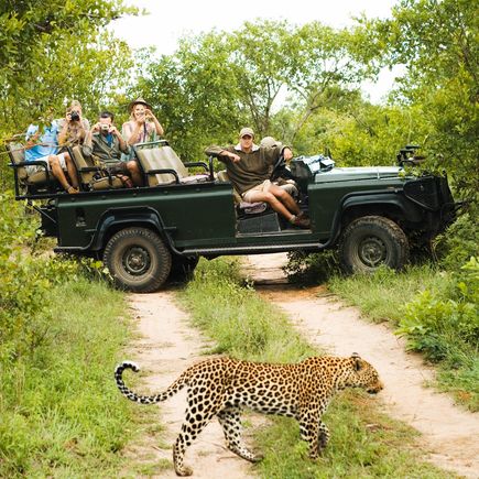 Mit Glück bekommt man hier auf einer Safari auch den seltenen Leopard vor die Linse