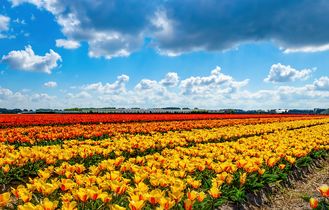 Tulpenfeld in Holland