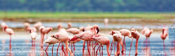 Flamingos im Kenya national park.