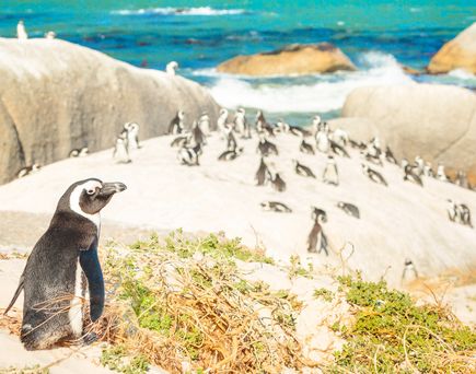 Eine Gruppe Afrikanischer Pinguine steht auf einem Sandstrand, mit dem blauen Ozean im Hintergrund und Felsen, die aus dem Wasser ragen.
