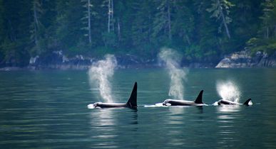 Blick auf die Rückenflossen dreier Orcas im Wasser. Dahinter Waldlandschaft.