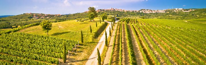 Istrisches Hinterland_Buje-Blick über sattgrüne Felder