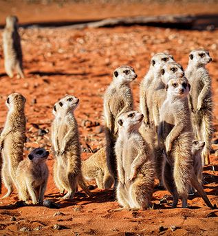 Erdmännchen in der Wüste