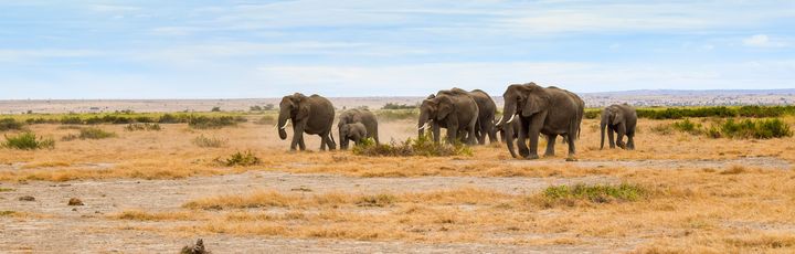 Elefantenwanderung im Amboseli Nationalpark