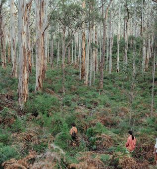 Menschen laufren durch Urwald in Australien