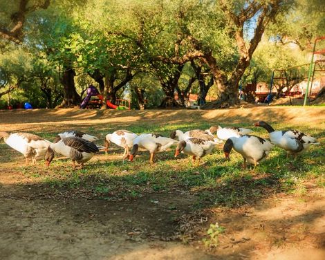 Alykes Park Bungalows & Apartments-2