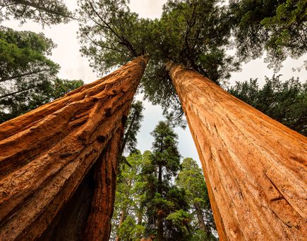 Roadtrip Highway 1 USA Urlaub Reise Riesige Bäume im Sequoia National Park