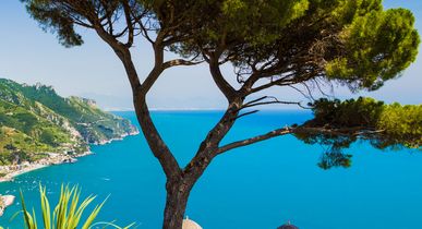 Ein einzelner Baum auf einer Klippe mit Blick auf das Meer.