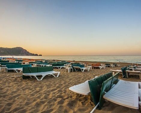 Kleopatra Royal Palm-1