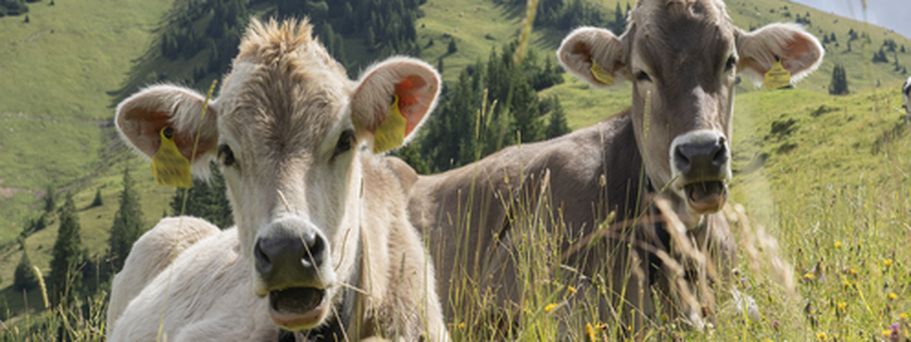 Zwei Kühe liegen auf einer grünen Wiese.