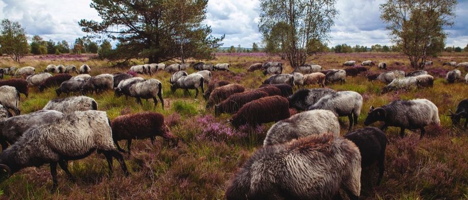 Heidschnucken Lüneburger Heide