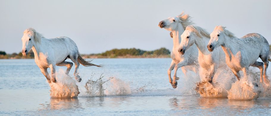 Camargue-Pferde laufen durchs flache Wasser des Rhône Delta Rhone 