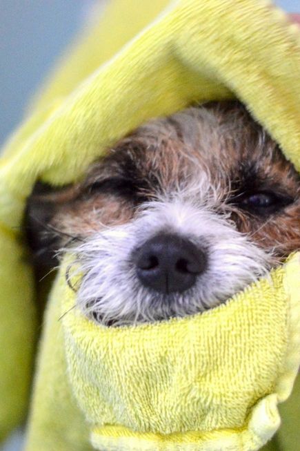 Hund im gelben Handtuch eingewickelt