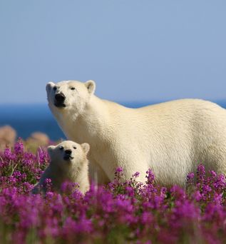 Eisbär mit Jungen auf Fireweed