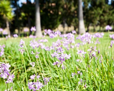 S'Hort de son Caulelles-0