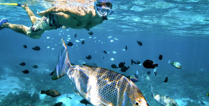 Eine artenreiche Unterwasserwelt bietet der Ningaloo Marine Park 