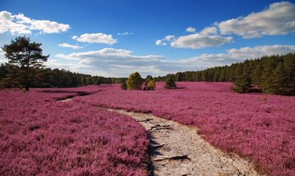Lueneburger Heide