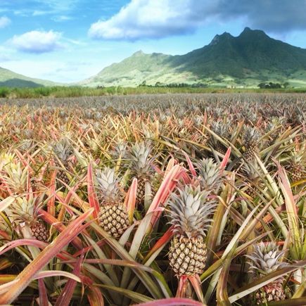 Ananas Feld, Mauritius