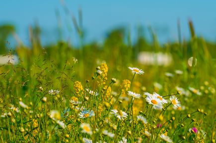 Mäuseperspektive auf eine Wiese mit vielen Gänseblümchen und weiteren kleinen Blümchen. Im Hintergrund ein blauer Himmel zu sehen. 