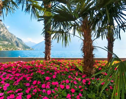 Camping Italien Gardasee Palmen und Blumen vor Bergpanorama