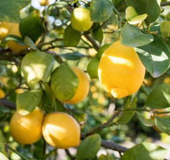 Zitronen auf einem Baum.