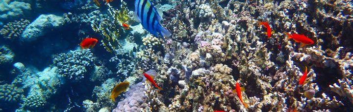 Unterwasserwelt Coraya BAy