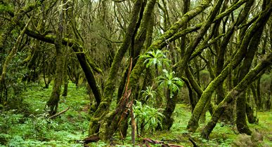 Pauschalreisen La Gomera