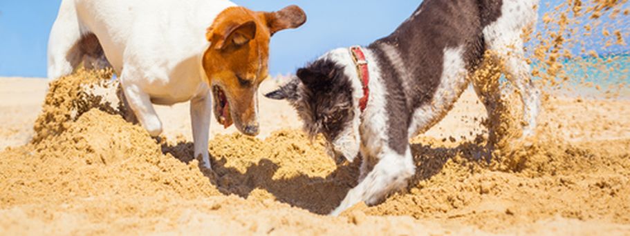 Zwei Hunde spielen im Sand.
