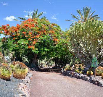 Weg durch den Botanischen Garten. Blumen, Bäume und Kakteen.