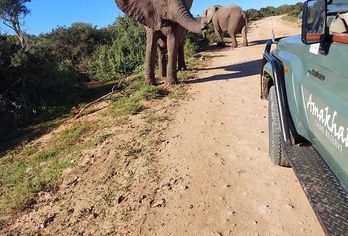 Safari Lodge
