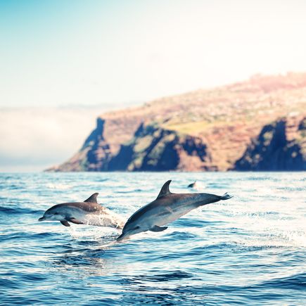 Madeira Delfinbeobachtung