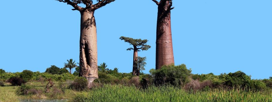 Baobab Baeume Simbabwe