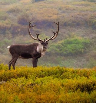 Tiere im Denali National Park