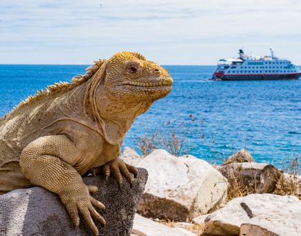 Große Echse auf einem Stein mit Schiff im Hintergrund