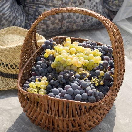 Cluburlaub Dalmatien Istrien Korb voller Weintrauben